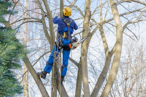 How Our Tree Care Process Works  in  Lyman, SC